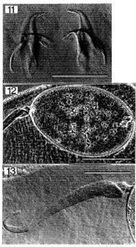 Image de Gnathorhynchidae