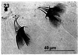 Image of Gnathorhynchidae