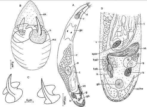 Image of Gnathorhynchus inermis Schilke 1970