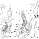 Image of Gnathorhynchus rostellatus Brunet 1973