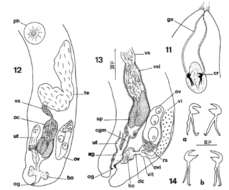 Image of Gnathorhynchus rostellatus Brunet 1973