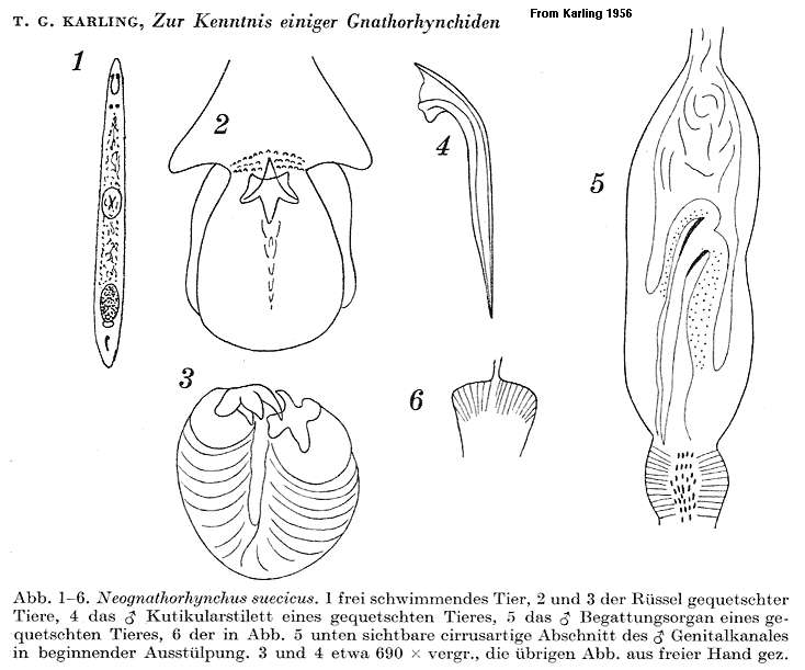 Image of Neognathorhynchus