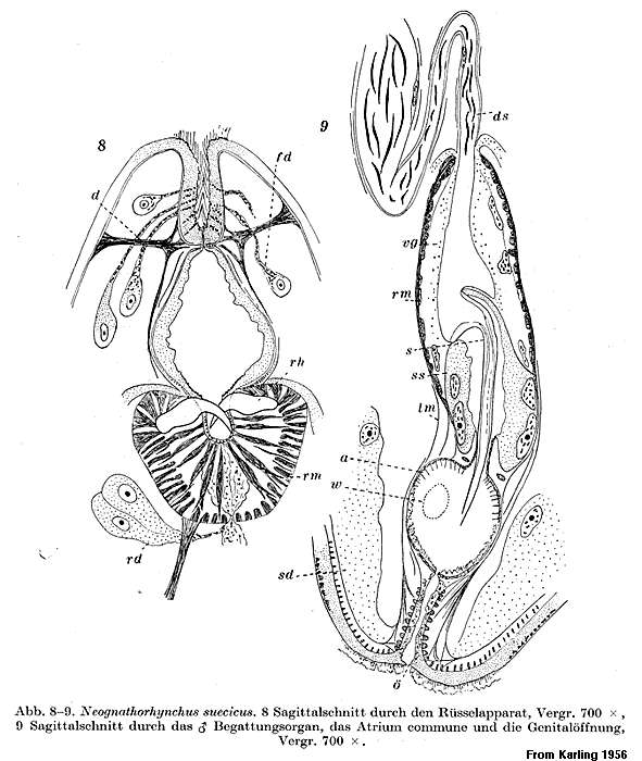 Image of Neognathorhynchus