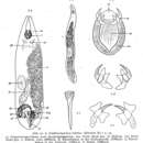 Image of Neognathorhynchus lobatus (Ax 1952)