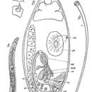 Image of Odontorhynchus lonchiferus Karling 1947