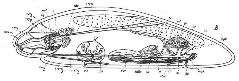 Image of Odontorhynchus