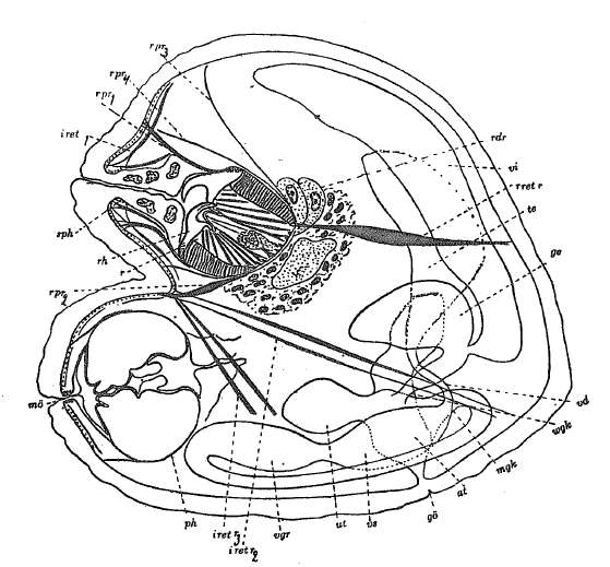 Image of Odontorhynchus