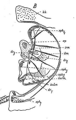 Image of Odontorhynchus