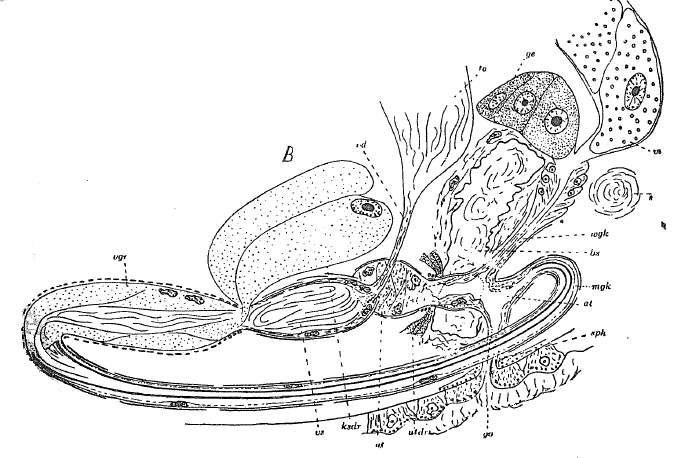 Image of Odontorhynchus