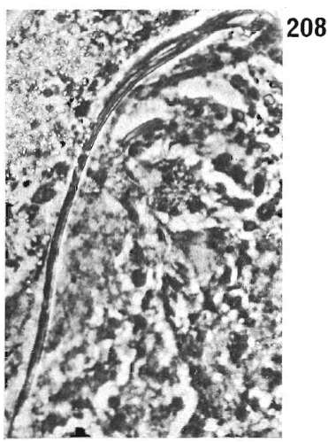 Image of Odontorhynchus