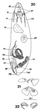 Image of Odontorhynchus aculeatus Karling 1956