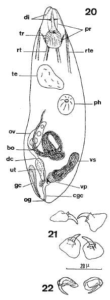 Image of Odontorhynchus aculeatus Karling 1956