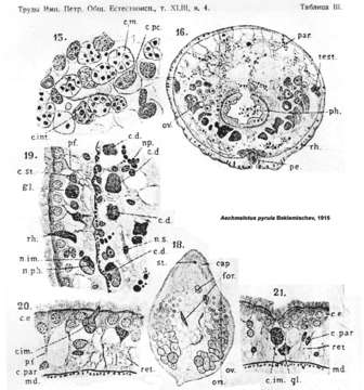 Image of Aechmalotus