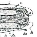 Image of Paragnathorhynchus subterraneus Meixner 1938