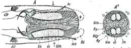 Image of Paragnathorhynchus