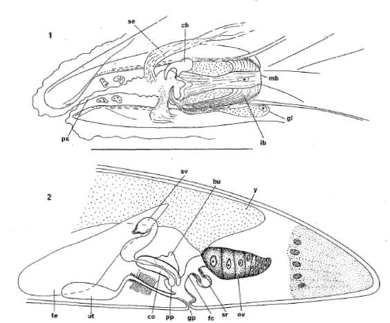 Image of Paragnathorhynchus