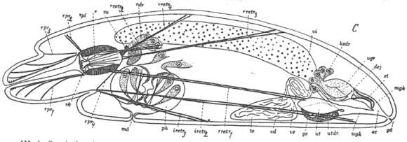 Image of Prognathorhynchus