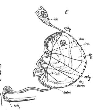 Image of Prognathorhynchus