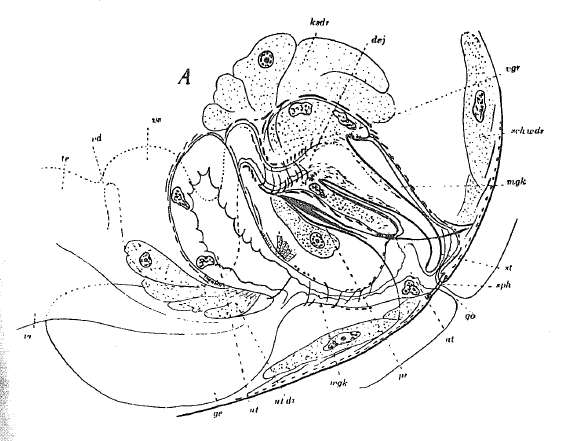 Image of Prognathorhynchus