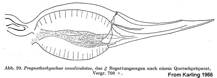 Image of Prognathorhynchus canaliculatus Karling 1947