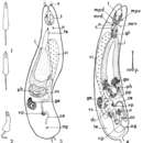 Image of Ancistrorhynchus ischnurus L'Hardy 1963