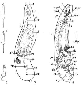 Image of Ancistrorhynchus