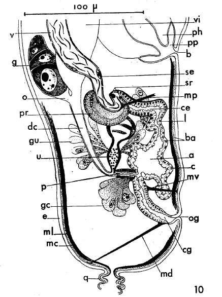 Image of Ancistrorhynchus