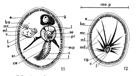 Image of Ancistrorhynchus