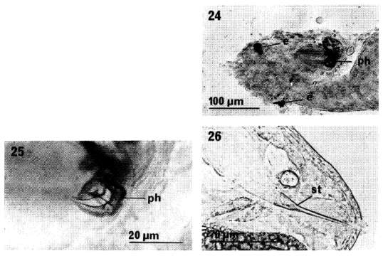 Image of Drepanorhynchides