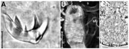 Image of Drepanorhynchides