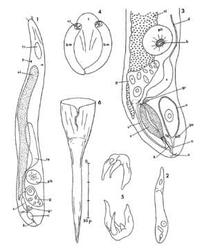 Image de Drepanorhynchides diodontus L'Hardy 1966