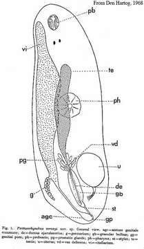 Image of Psittacorhynchus