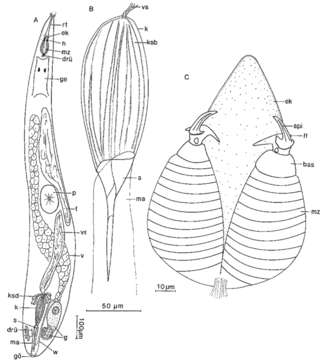 Image of Psittacorhynchus