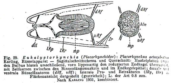 Image of Placorhynchidae