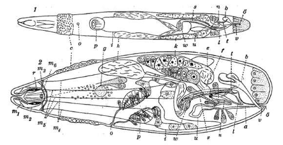 Image de Cytocystididae