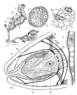 Sivun Cytocystis kuva