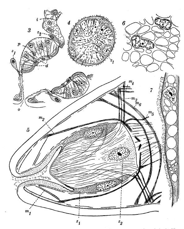 Sivun Cytocystis kuva