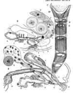 صورة Cytocystis