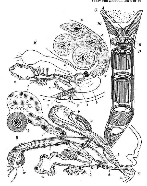 Sivun Cytocystis kuva