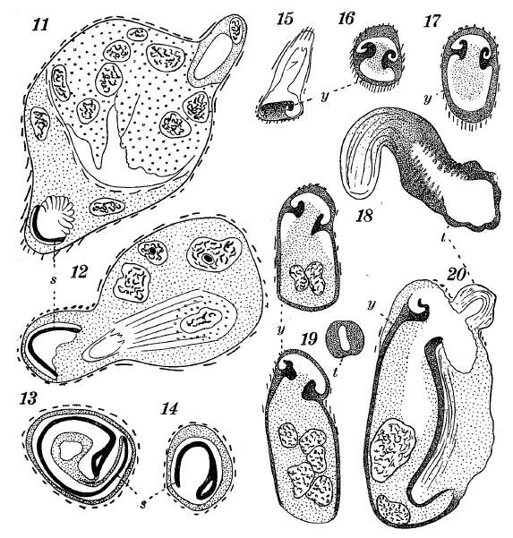 Sivun Cytocystis kuva