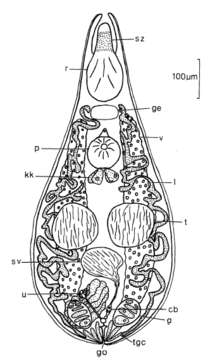 Image of Cystiplanidae