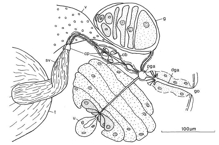Image of Cystiplanidae