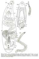 صورة Psammorhynchidae