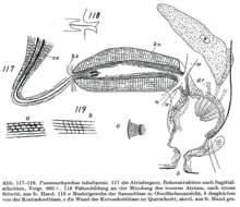 صورة Psammorhynchus