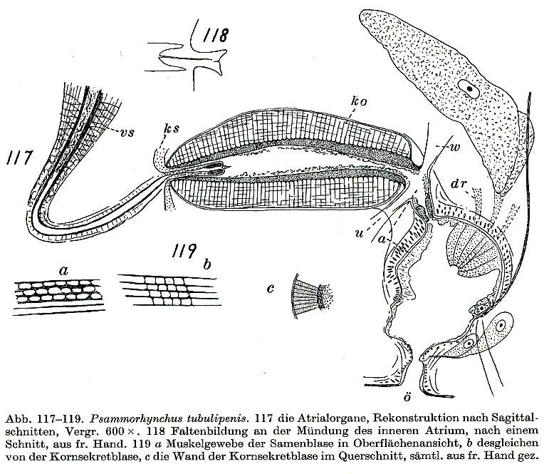 Sivun Psammorhynchus kuva