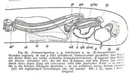 Sivun Psammorhynchus kuva