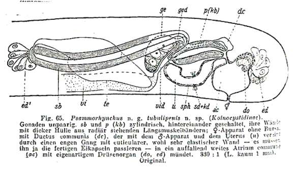 Sivun Psammorhynchidae kuva