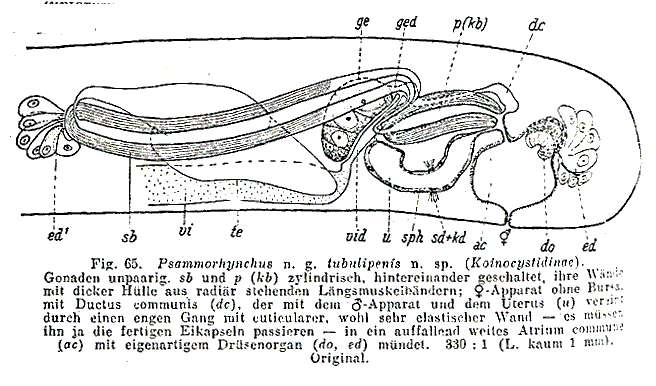 صورة Psammorhynchus