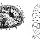 Image of Haploposthia microphoca Marcus 1950