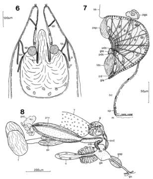 Image de Crassicollidae